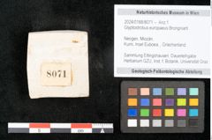 Foto (Objekt + Etikett) von Glyptostrobus europaeus Brongniarti (NHMW-GEO-2024-0188-8071)